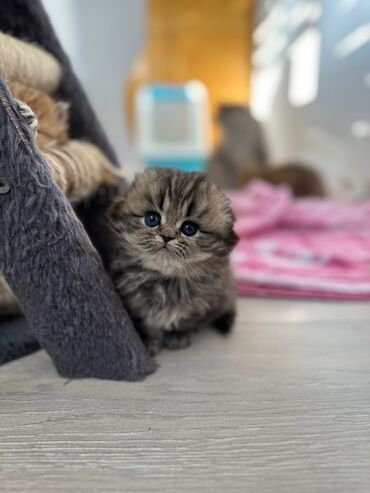 Pişiklər: Britan yastı qulaq, Erkək, Dişi — 7