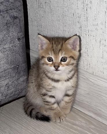 Котята, короткошёрстные, домашние, мамка породистая скоттиш-фолд