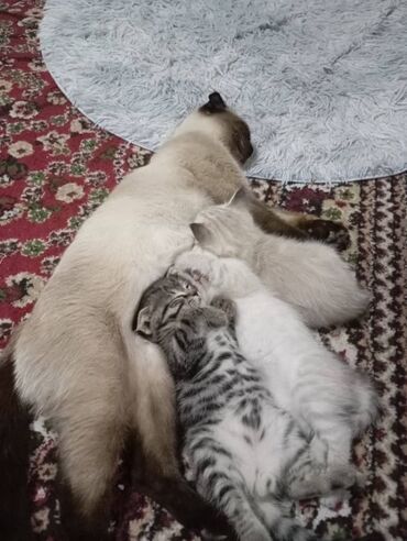дом для хомяка: Котята сиамского окраса три котёнка Один котенок имеет полосатый окрас