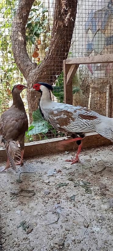 ağ quyruq ağlıca: Gümüş Fazan cütü - Növ: Gümüş fazan (Silver Pheasant), 1 erkək və 1 — 3