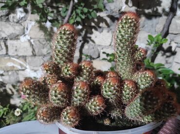 Otaq bitkiləri: Kaktuslar.artırmalarının qiymət 3manatdan başlayır.şəkildə olan güllər — 7