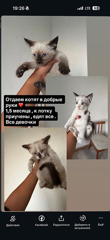 котята шиншиллы: Кошка даром: Беспородная, 1 месяц, Девочка, Приучена к лотку — 1