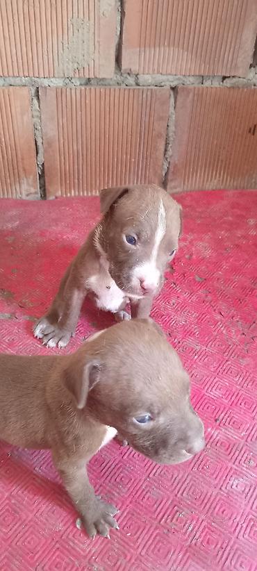İtlər: Pitbul, Peyvəndli — 5