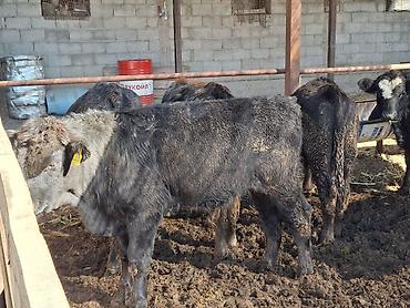 Айыл-чарба жаныбарлары: Сатам | Музоо | Абердин-ангус | Бордоп семиртүү үчүн | Асыл тукумдуу — 5