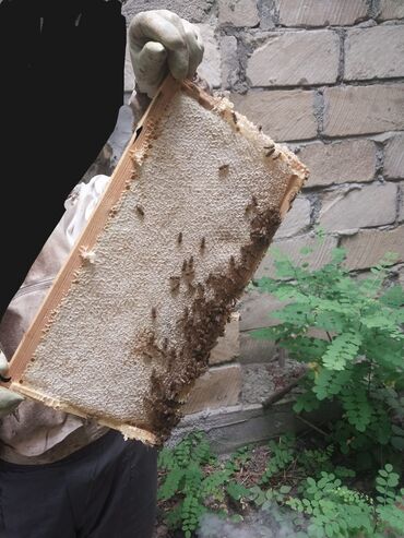Süd məhsulları və yumurtalar: Təbii bal Ramka balı Duru (süzmə) balı mövcuddur whatsaap aktivdi