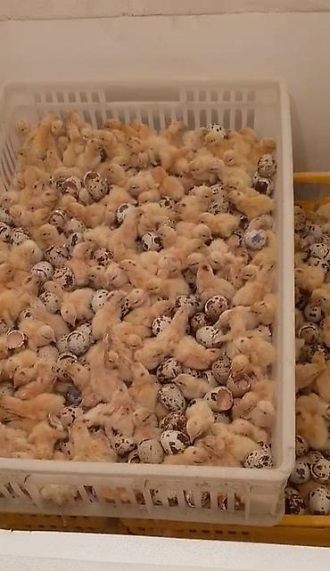 перепелки суточные: Перепелка от суточных до несушек маточное поголовье привозное Техас — 9