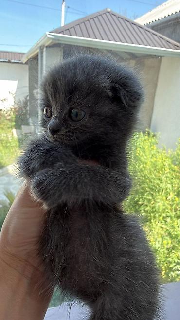 Pişiklər: Şotland — 6