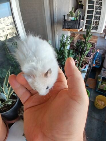 Gəmiricilər: Angora növ xamyak hemstr mehriban növüdür dişləmirlər uzun tükləri — 11