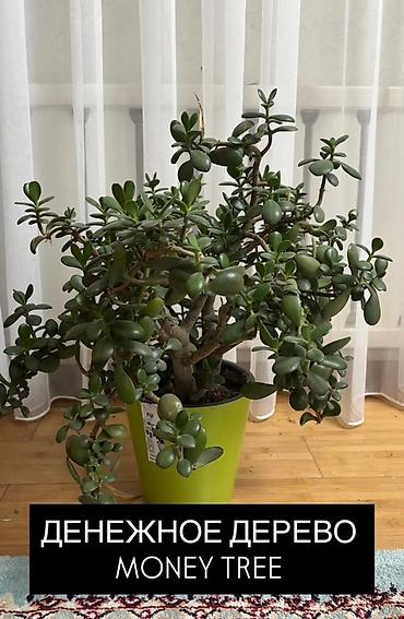 plants: Комнатные растения в горшках: 1) Хамедорея (Chamaedorea) - Тонкий — 3