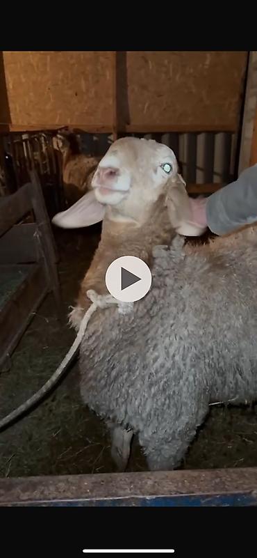 Баран, овца: Продаю | Баран (самец) | Арашан — 12