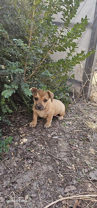 Продажа собак: Щенки смешанной породы - Окрас: рыжий/палевый с тёмной мордочкой. - — 10