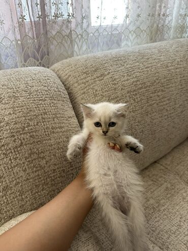 Şinşilla, Erkək, Dişi, Yaxşı əllərə, Ünvandan götürmə, Ödənişli çatdırılma