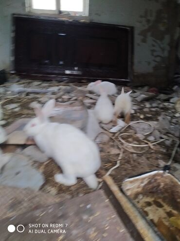 Dovşanlar: Ağ rəngli ev dovşanları – bir neçə fərqli fərd - Rəng: tam ağ — 7