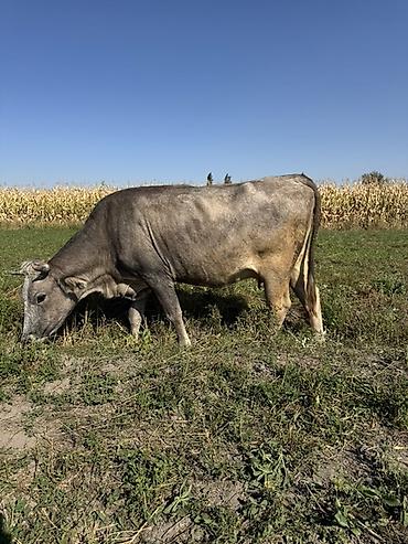 баран самка: Продаю | Корова (самка) — 6
