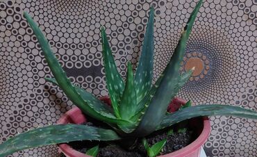 zire bitkisi: Aloe vera