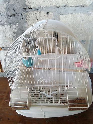 akvarium balıq novləri: Tutuquşu satılır. Qəfəslə birlikdə. Whatsapp aktivdir — 4