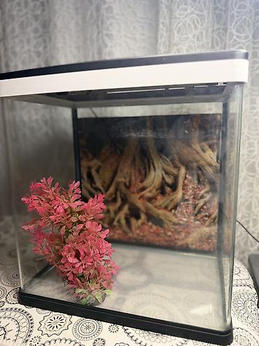 suni bitki: Delsa Aquarium K390 akvarium - Model: K390 (üst qapaqda etiket) - — 8