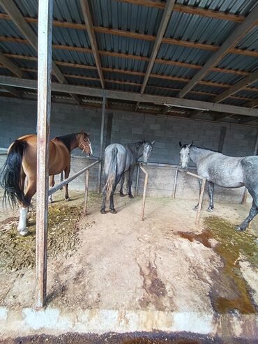 Лошади, кони: Продаю | Кобыла (самка), Конь (самец), Жеребец | На забой