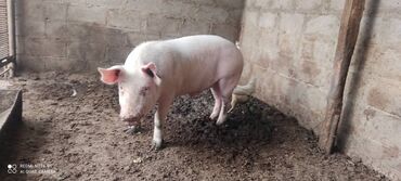 ветеринария бишкек: Осеменение свиней с доставкой кабана. Кабаны мясной породы 100 кг и