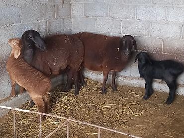 Баран, овца: Продаю | Овца (самка) | Для разведения | Матка — 2