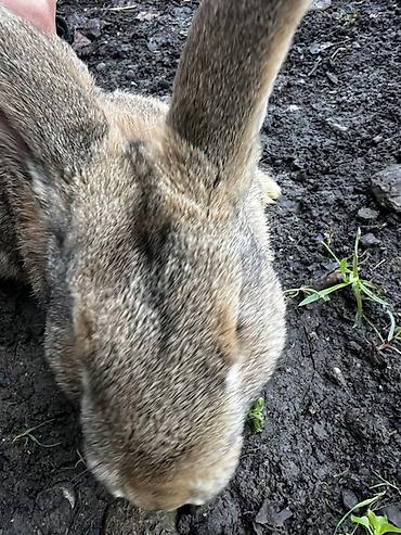 Кролики: Продаю | Крольчиха (самка), Кролик самец, Крольчата | Для разведения — 15