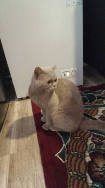 pişik balası satılır: Britan, Erkək