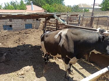 İtlər: Erkək, Holsteyn, Simental, il: 2, 380 kq, Damazlıq, Ətlik, Ünvandan götürmə