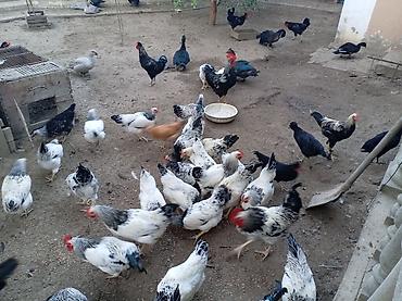 Куры: Yumurta və ətliklik üçün ev quşları – müxtəlif rəng və cinslər — 2