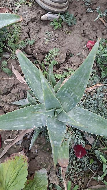 Алоэ: Алоэ вера (Aloe vera) — розетки взрослых растений для сада и дома — 1
