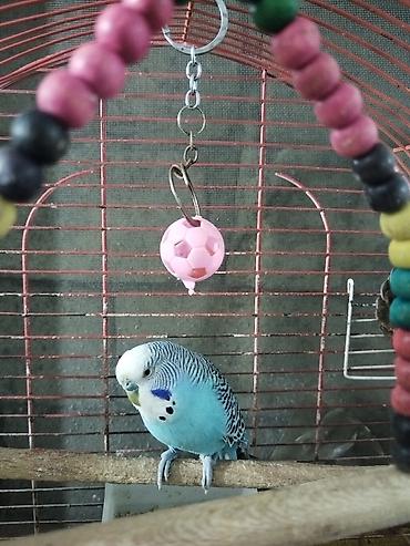 Tutuquşları: Bir Cüt Qəfəslə Birlikdə Hazır Maya Papuqay Satılır Dişi Quş Hal — 8