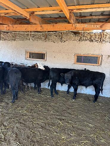 продам рыбу: Продаю | Музоо, торпок | Абердин-ангус | На откорм — 4