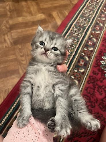 красивые кошки: Котёнок серого окраса (серебристый табби), пушистый, с мягкой густой — 2