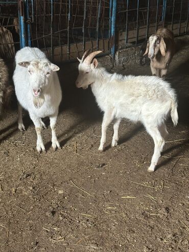 Keçi, çəpiş: Heyvanlar hamısı satılır. 1 qala qoçu( 2 yaşında),1 sanen keçisi