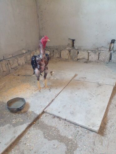 Xoruzlar: Xoruz, il: 1, Ünvandan götürmə — 2