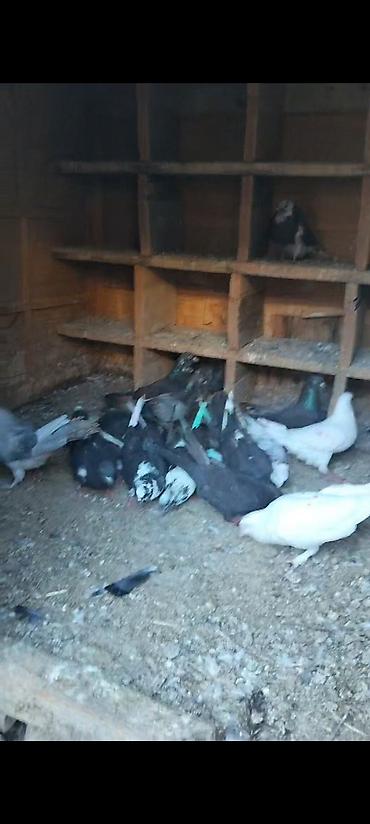 ucuz goyərcinlər: 11 dene üst üstə 3 manatdan Ünvan Sumqayıt catdilmamiz yoxdur Sumqayıt — 1