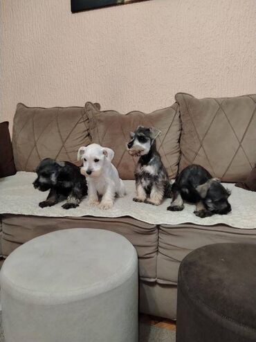 Psi: Patuljasti snaucer biber so najlepsi novogodisnji poklon za vase na lalafo.rs — 2 Psi: Patuljasti snaucer biber so najlepsi novogodisnji poklon za vase — 2