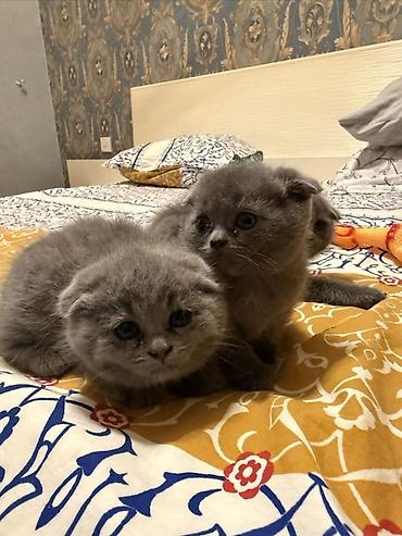 Pişiklər: Şotland yastı qulaq — 5