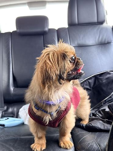 kreditle it satisi: Pekines, 7 ay, Dişi — 3