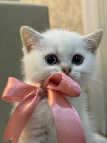 Pişiklər: Şotland yastı qulaq — 2