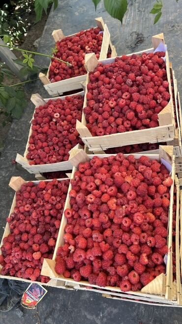 штамбовая роза купить: Малина В розницу, Бесплатная доставка