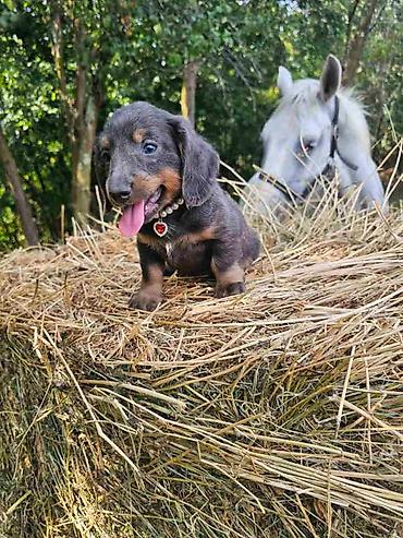 sivi labrador: Dugodlaki Jazavicari spremni za preuzimanje, odgajani uz nadzor — 9