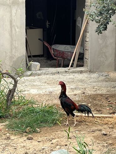 питомники собак в баку: Xoruz, Heyratı, il: 1, Ünvandan götürmə
