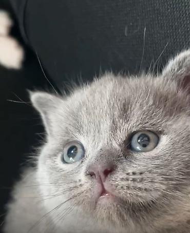 scottish fold satilir: Şotland yastı qulaq — 7