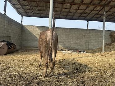 Коровы, быки: Продаю | Бык (самец) | На откорм | Привязанные — 8