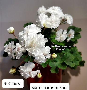 Герани и пеларгонии: Пеларгонии (герани) сортовые — детки в стаканчиках. Доступные сорта — 26