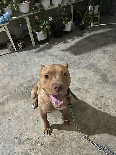 Pitbul, 1 il, Erkək, Peyvəndli