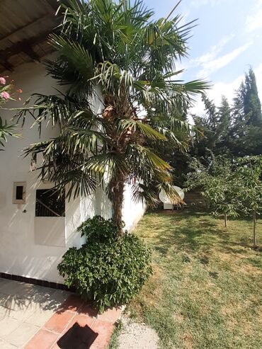 palma ağacı qiyməti: Palma agaclari satlir boyu 3 metr 5 met qiymet 400 500 boyuna gore