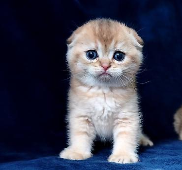 Продажа кошек: Скотиш Фолд (Шотландская вислоухая), 2 месяца, Девочка, Золотая шиншилла — 14