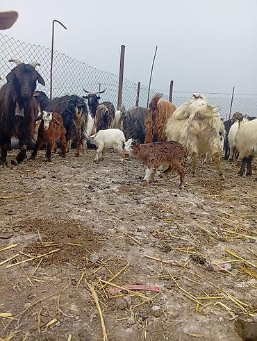 halep kecisi satilir: Qoyun-keçi təsərrüfatı üçün ana keçi sürüsü - Cins: yerli dağ/bozkeçi — 4