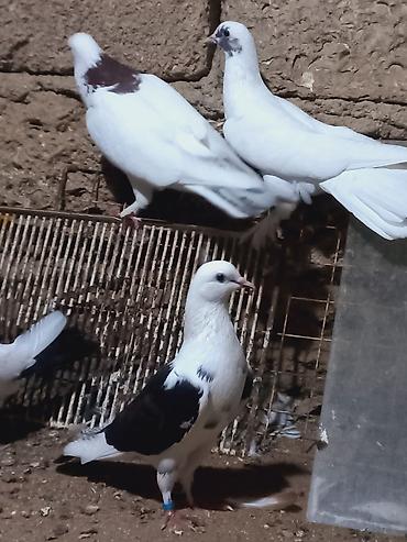 Göyərçinlər: Salam 6 dene secme quşlardi hamsi saglam bala veren heyvandi ucuşlarda — 6
